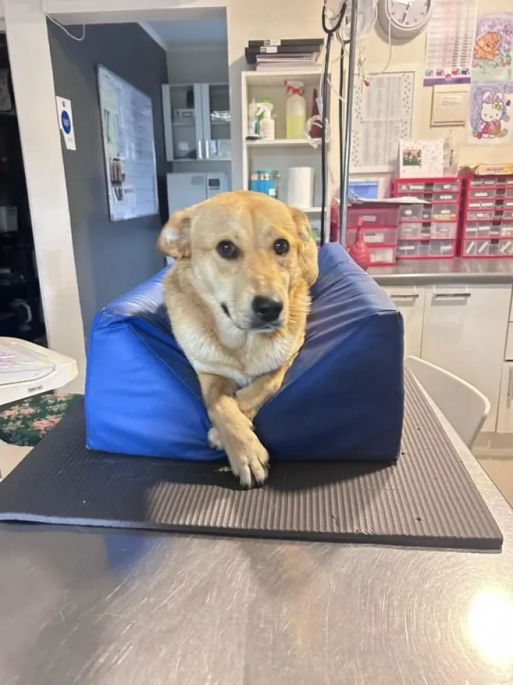 “Hachi”, perrito que esperó a su dueño en CESFAM de La Serena hoy busca una familia