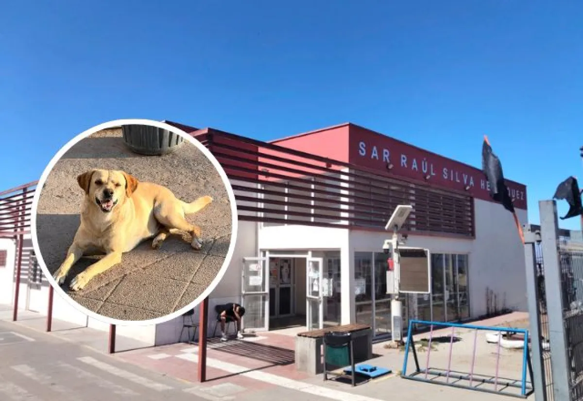 Hachi: el can que esperó por semanas a su dueño en CESFAM