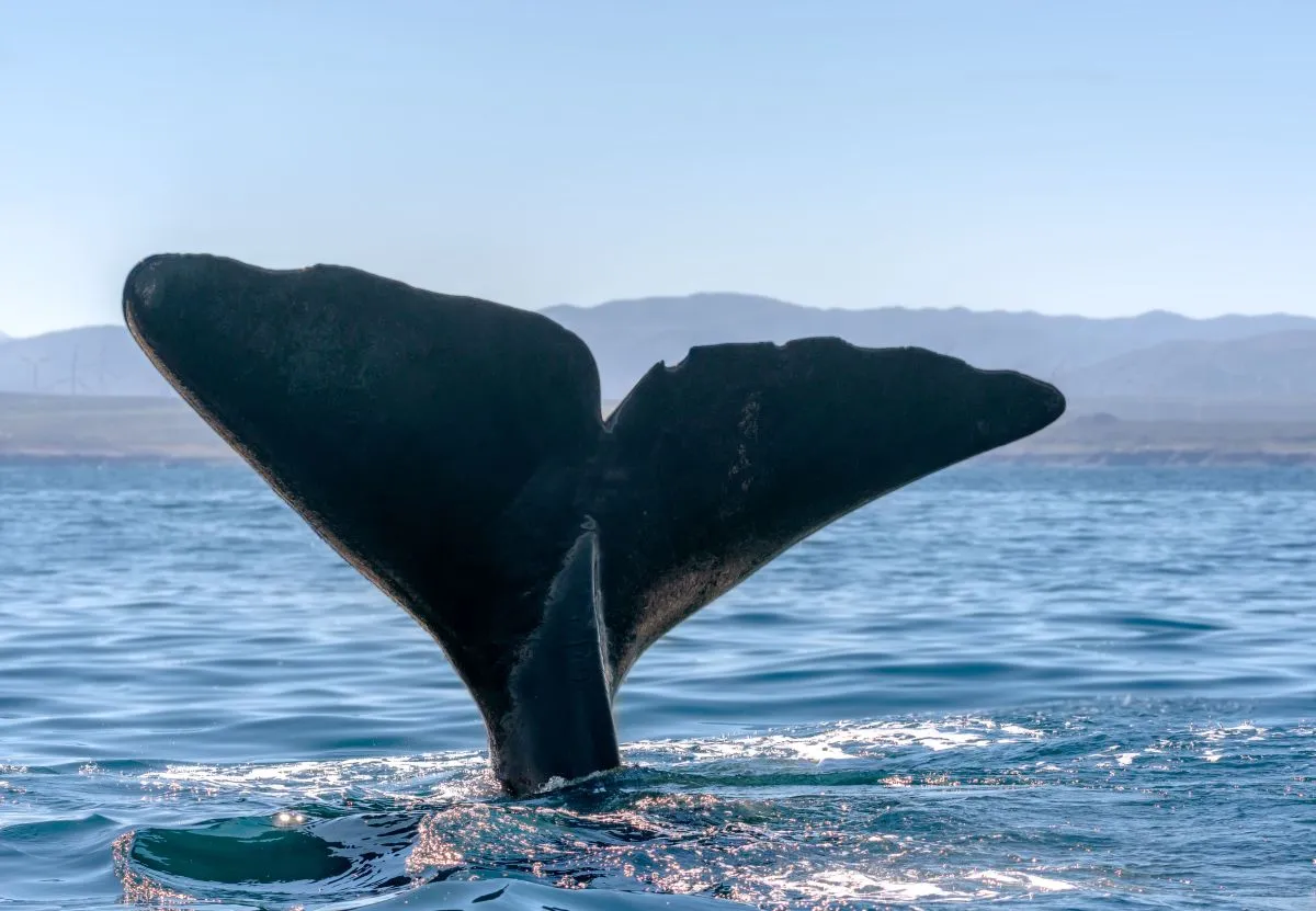 Cachalotes en Isla Chañaral: Impulso turístico y científico Cachalotes en Isla Chañaral: Impulso turístico y científico