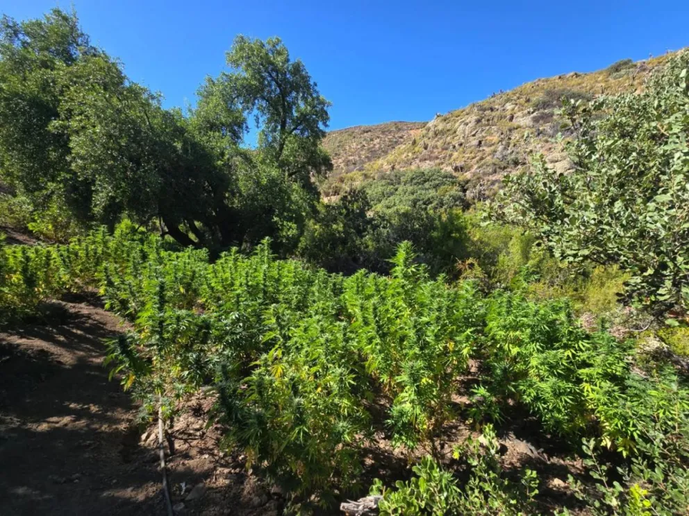 PDI incinera más de 2 millones de dosis de cannabis al incautar plantación en valle de Salamanca