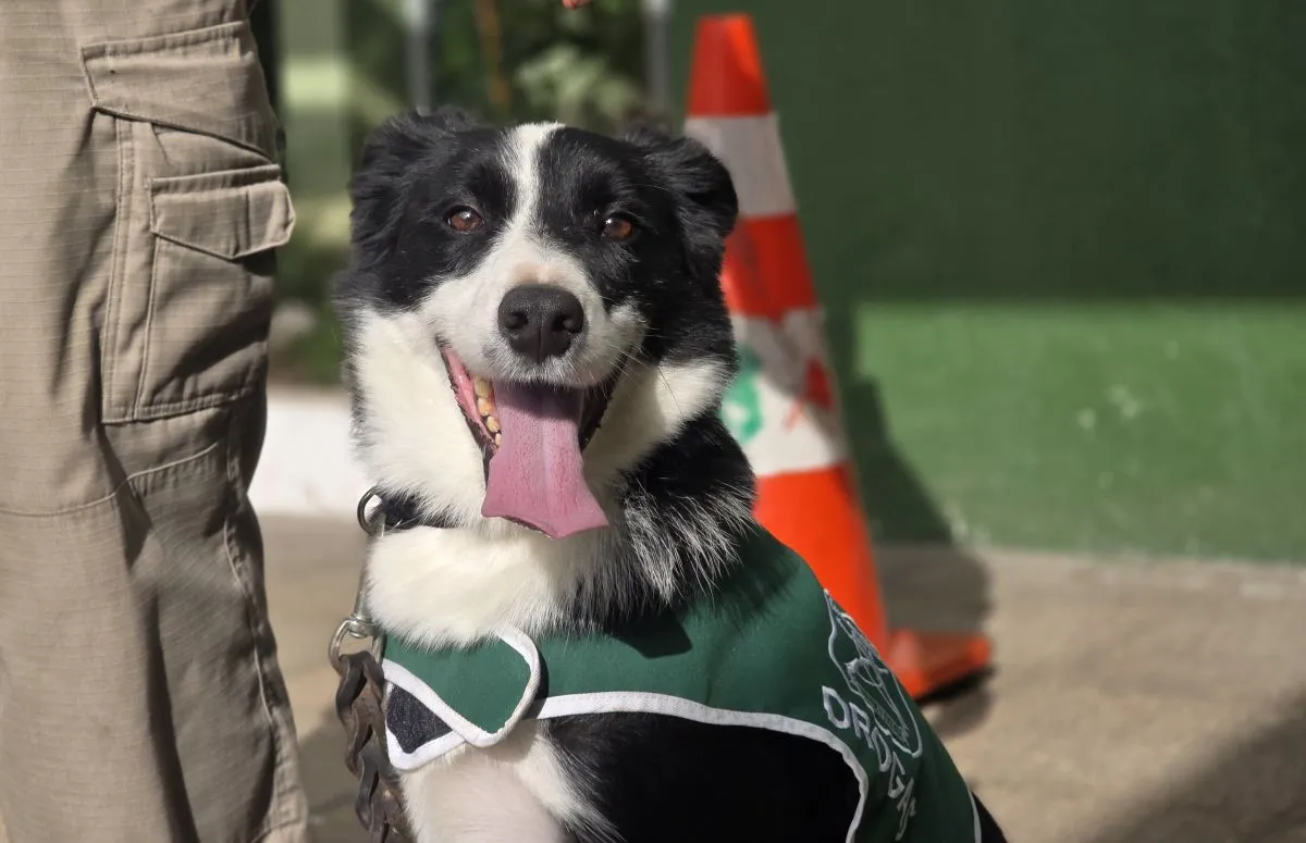 Spot, el perro del OS7 que ha incautado droga en la Ruta 5