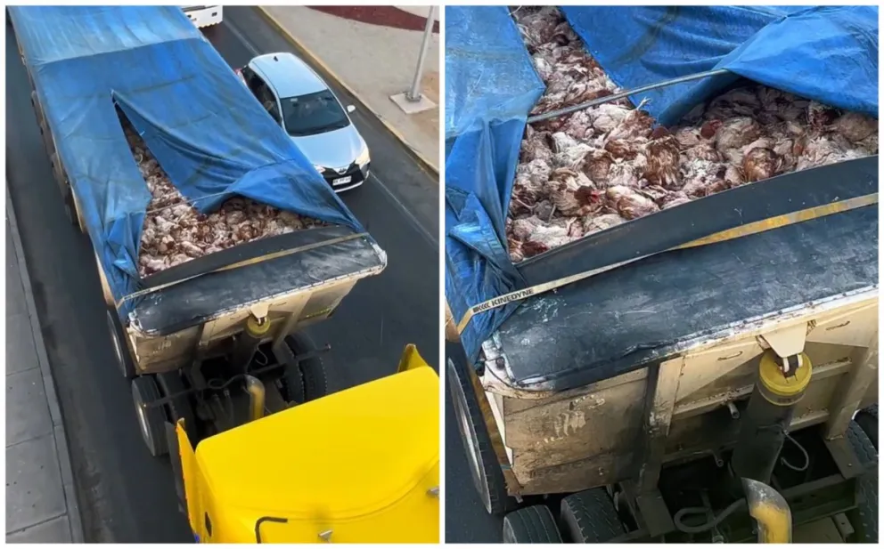 Video muestra gallinas hacinadas en un camión y reabre el debate sobre el costo de la industria avícola