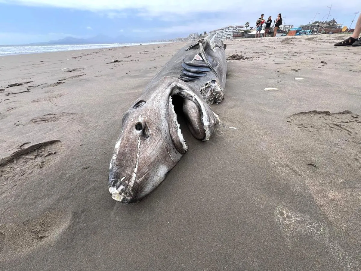 Tiburón varado de cuatro metros en La Serena