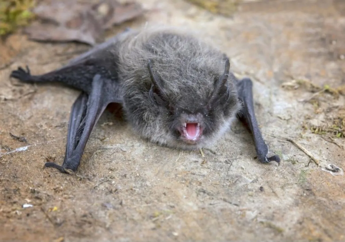 Vecinos de Tongoy denuncian presencia de murciélagos en viviendas