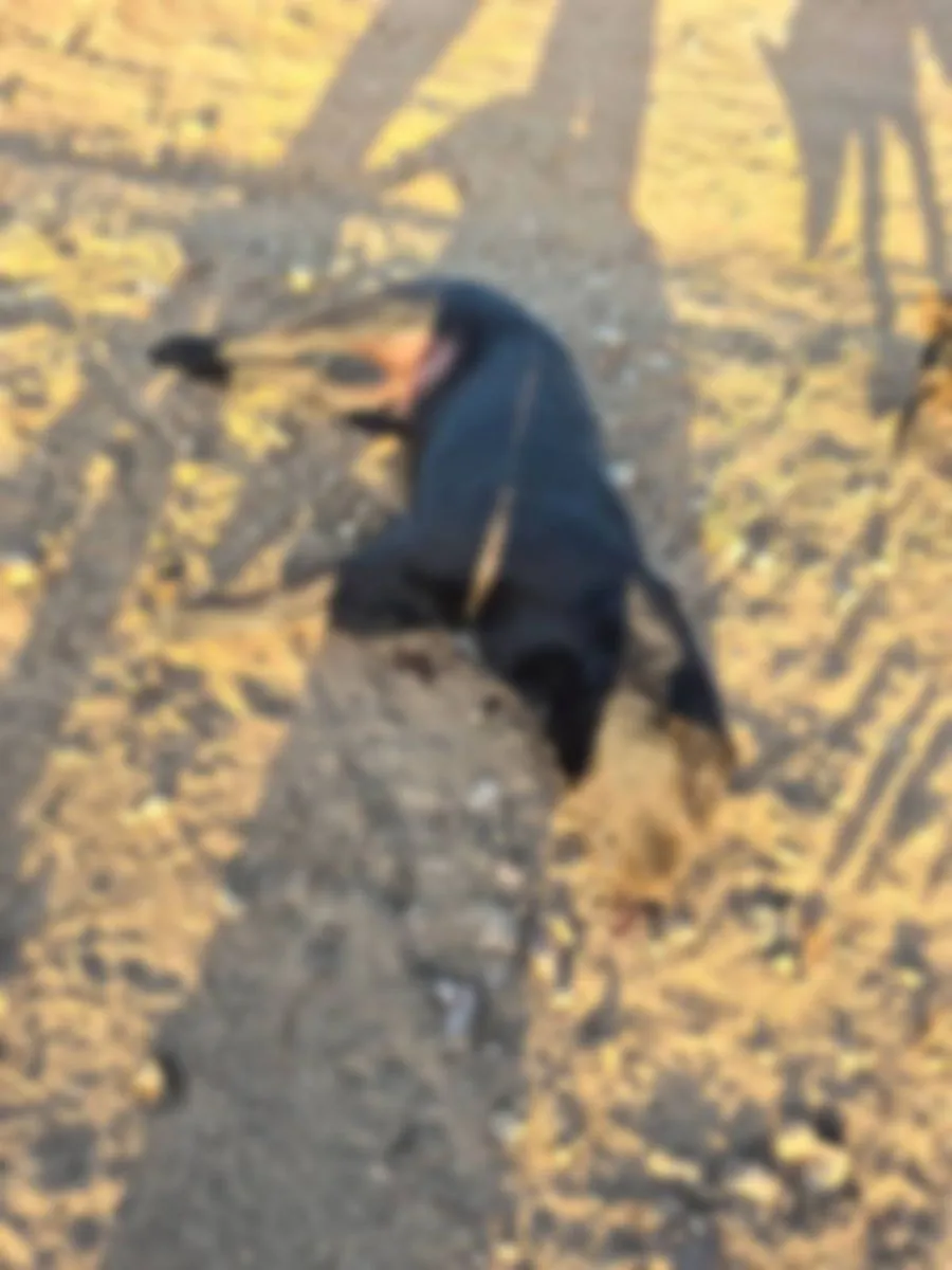 Matanza de perros horroriza a El Hinojal