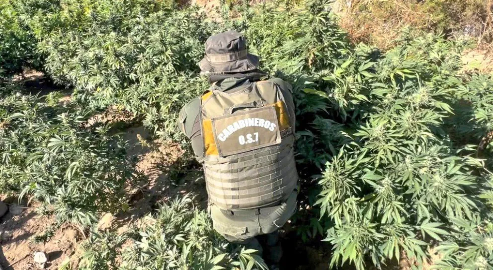 Os7 ha dado un duro golpe al narcotráfico en lo que va de marzo.