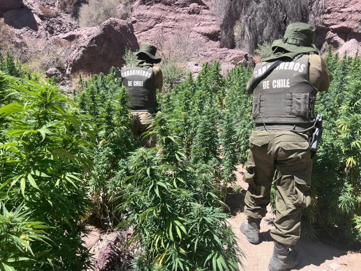 OS7 erradica más de 16 mil plantas de marihuana en Andacollo