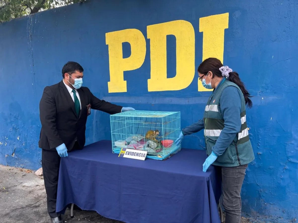 Traficantes mantenían en cautiverio a mono exótico en Coquimbo