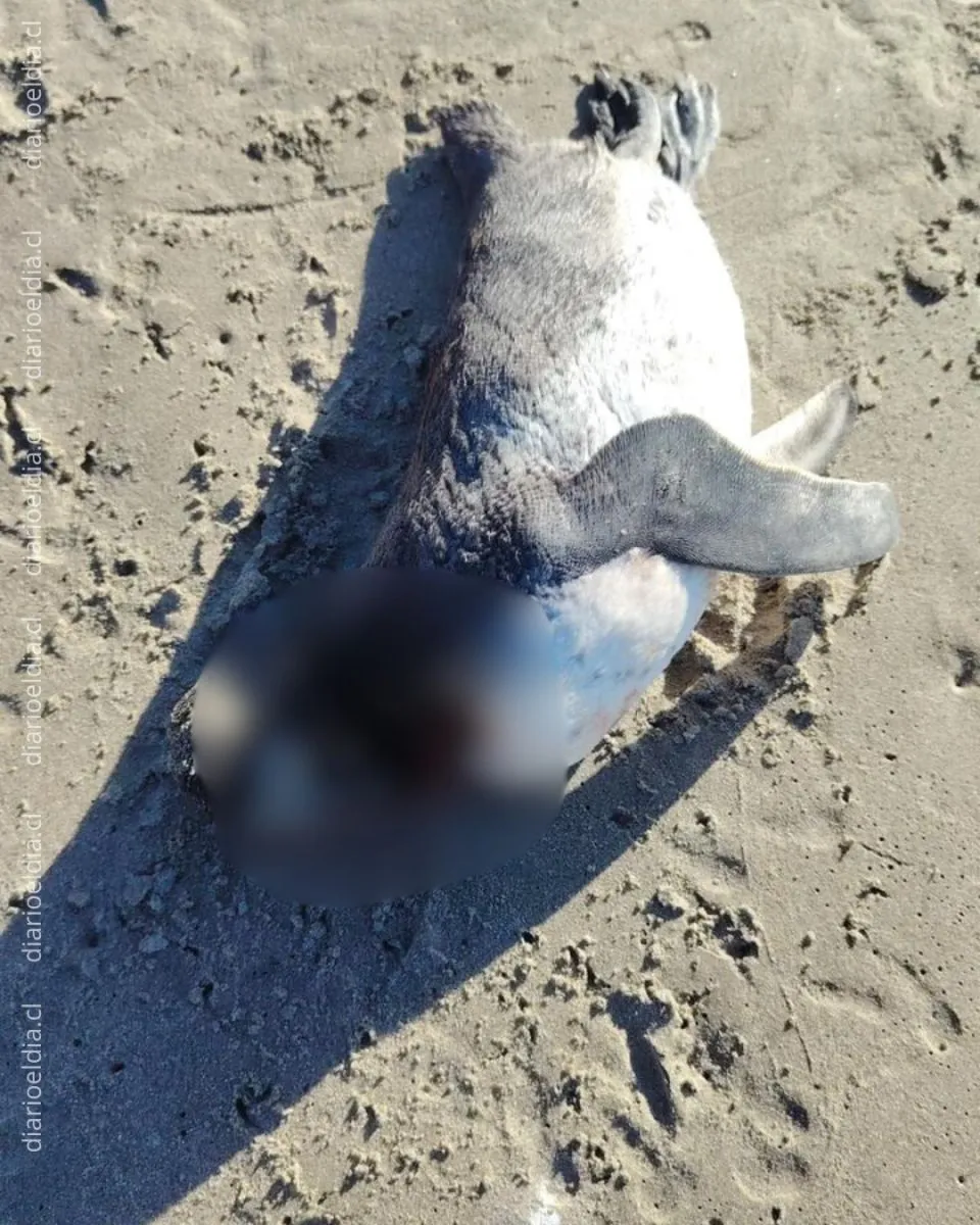 Capitanía de Puerto Tongoy se refiere a hallazgo de pingüino en playa Socos