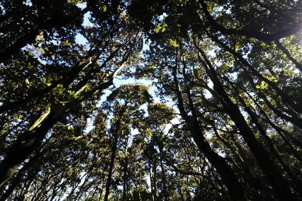 También hay evidencia, aún preliminar, de que la exposición continuada a entornos verdes podría dejar huellas en la anatomía cerebral.