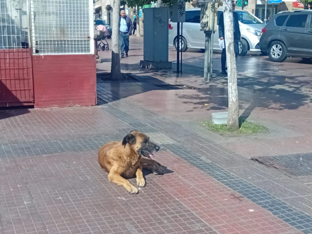 Conciencia crece: abandono persiste en perros callejeros