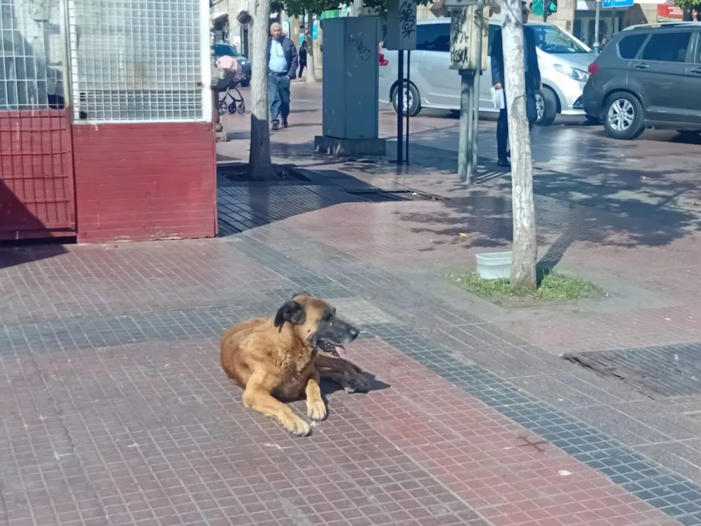 Conciencia crece, pero abandono persiste en perros callejeros