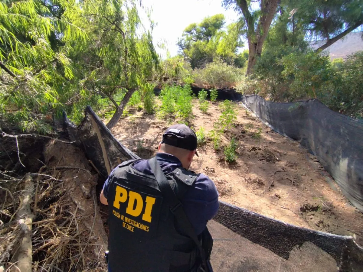 PDI incauta más de 400 plantas de cannabis en sector rural entre Ovalle y Punitaqui