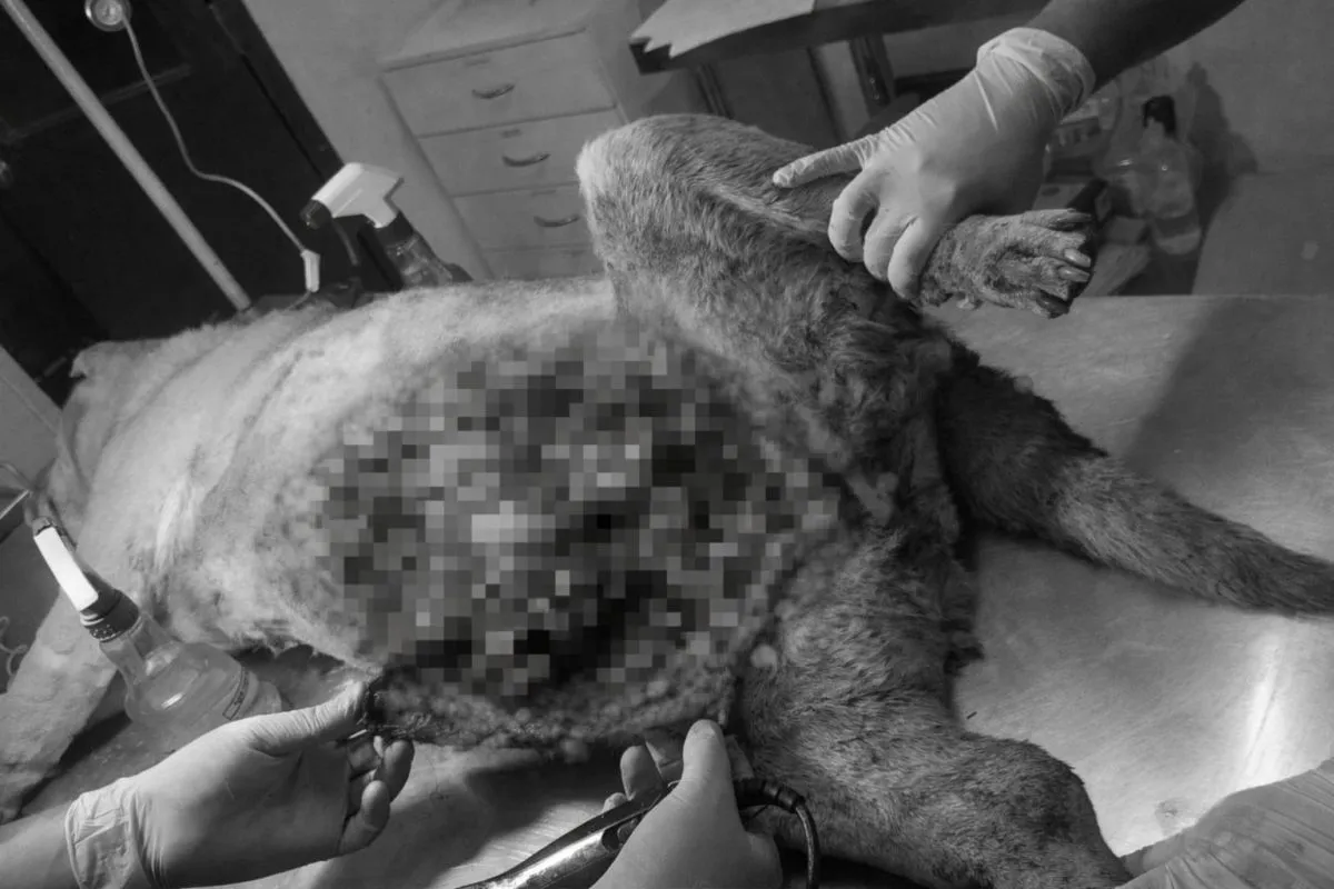 Reabre debate por maltrato animal en Monte Patria