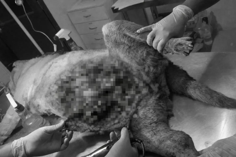 Agresión a perro comunitario en Monte Patria reabre debate por maltrato animal