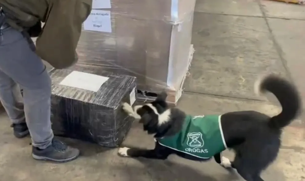 Casi 7 kilos de marihuana fueron detectados en una encomienda gracias al olfato de Spot, permitiendo desarticular una banda narco. (Foto: Cedida)