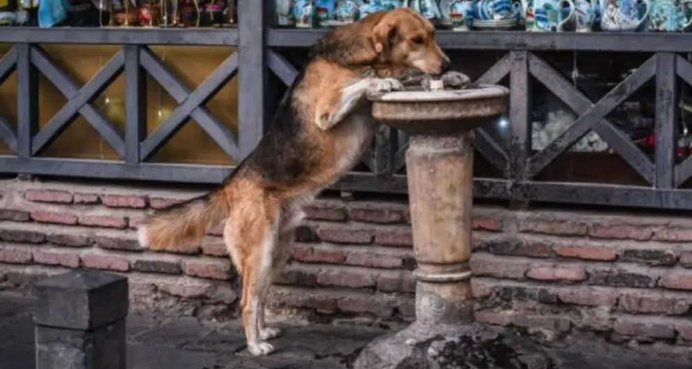 Al extranjero que visita por primera vez Tiflis le llama la atención lo que para sus habitantes es algo habitual: los cuencos con agua y con comida para los canes sin amo junto a las puertas de muchos comercios. (Foto: EFE)