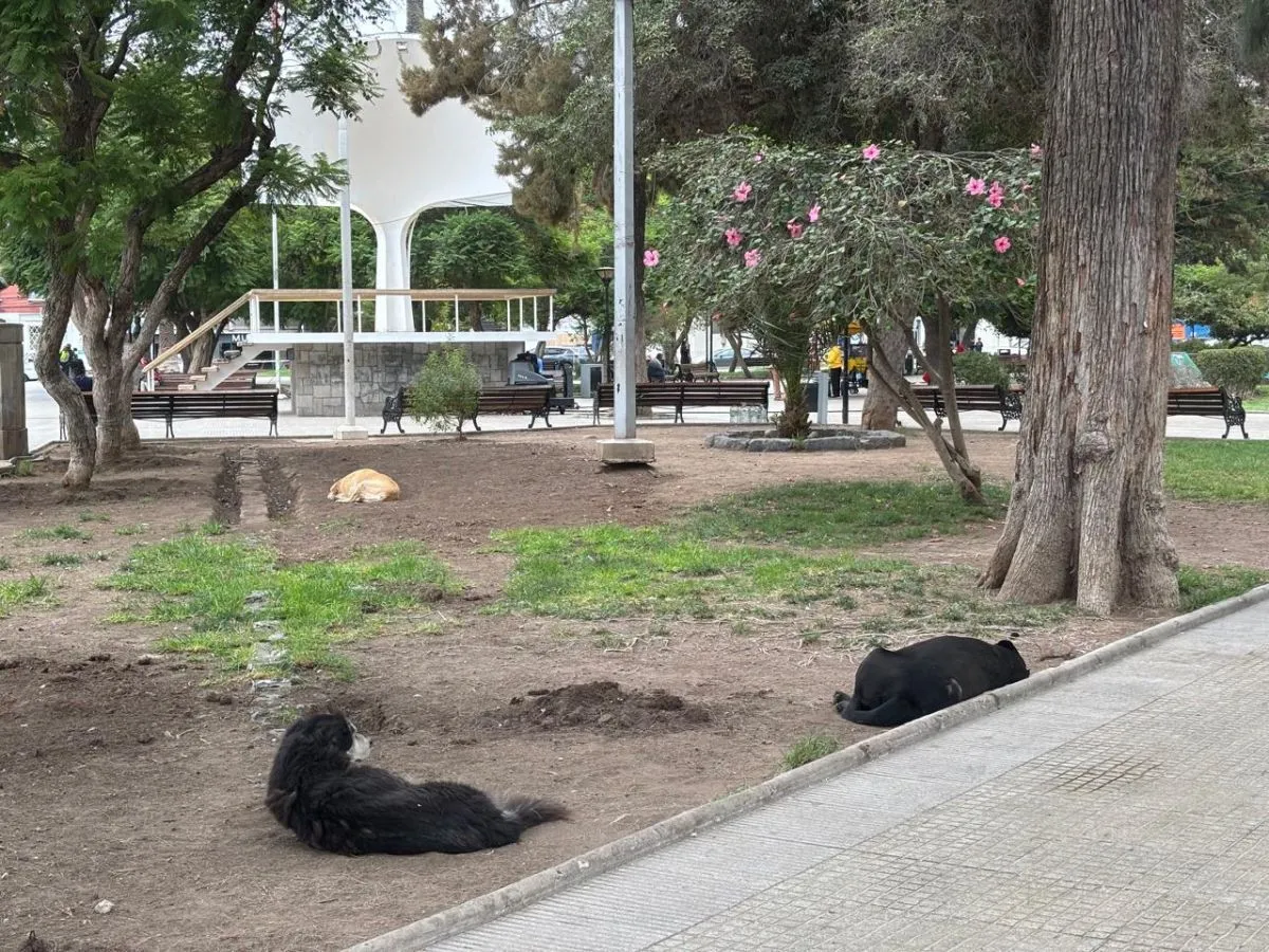 Debate por traslado de casitas de perros comunitarios en Ovalle