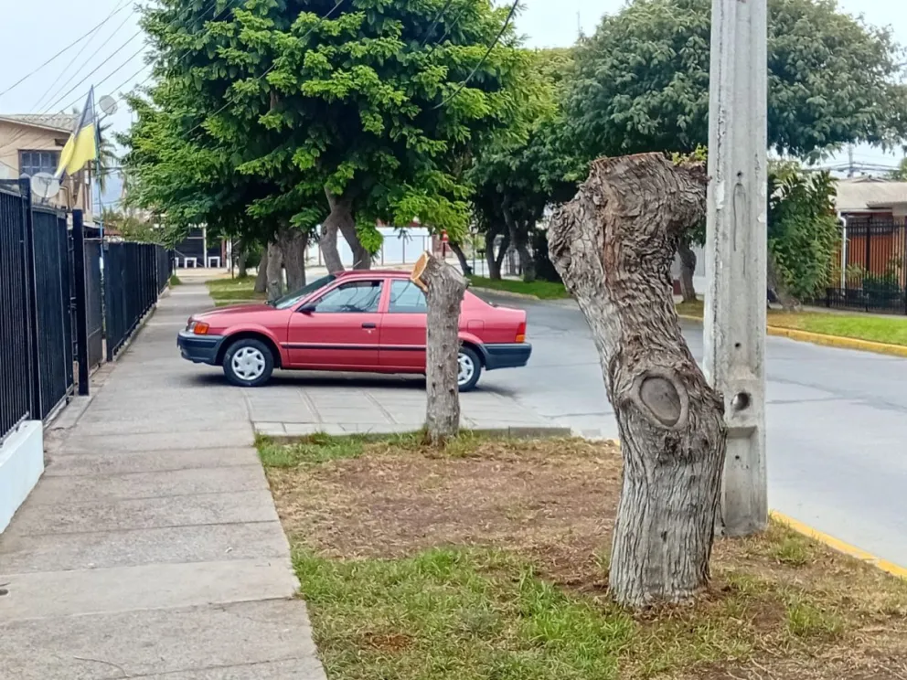 Denuncian “cercenamiento” de árboles en Coquimbo: vecinos acusan tala encubierta
