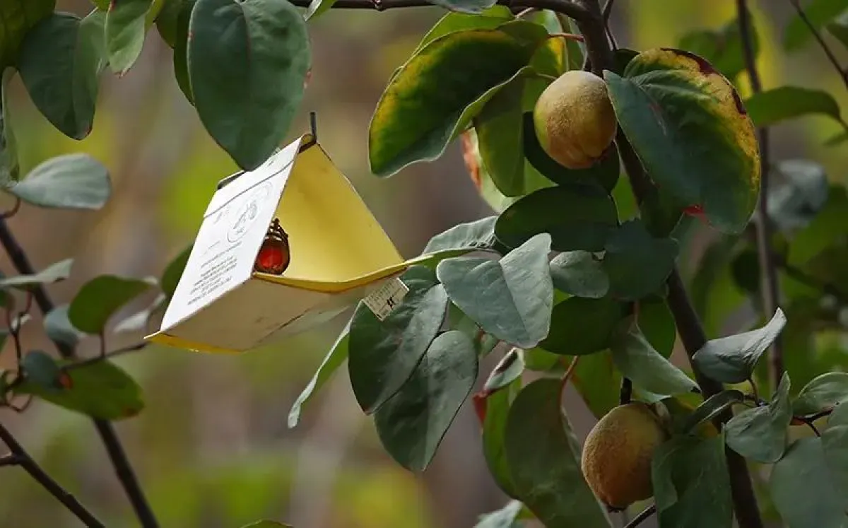 "Se está descontrolando de nuevo": Agricultores en alerta por mosca de la fruta