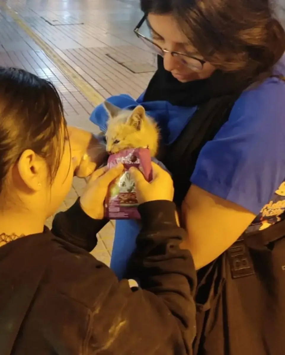 Rescate exitoso de gatito en Ovalle