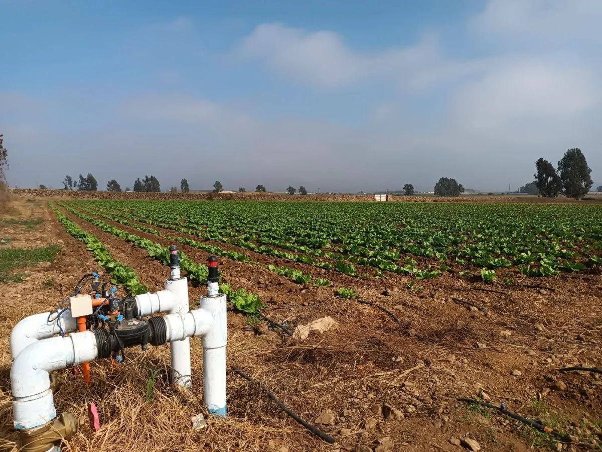 Crisis en el campo: Aumento de costos obliga a reducir cultivos en la Provincia del Limarí