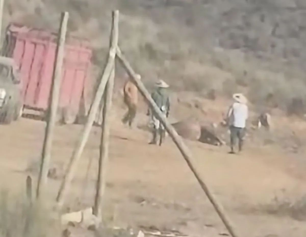 Brutal agresión a caballo en Coquimbo: video muestra sujetos golpeándolo