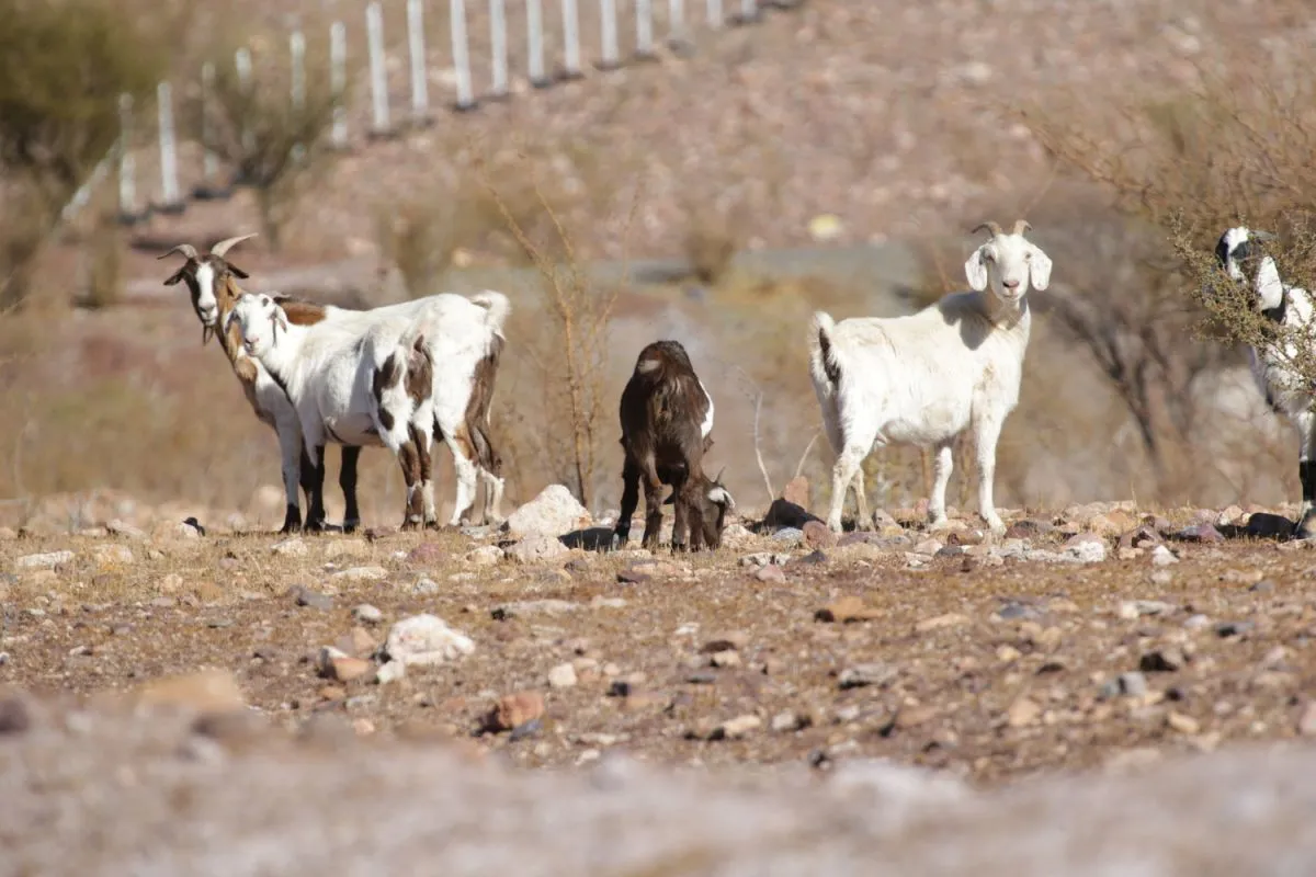 MOP prioriza agua, conectividad e infraestructura