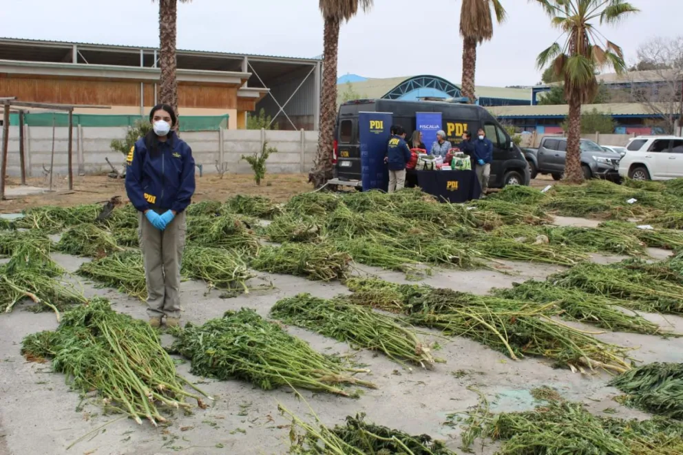 Más de 5.500 plantas de cannabis y cerca de 22 kilos de droga en proceso de secado fueron incautados en un operativo que evitó la circulación de millones de dosis en la región.