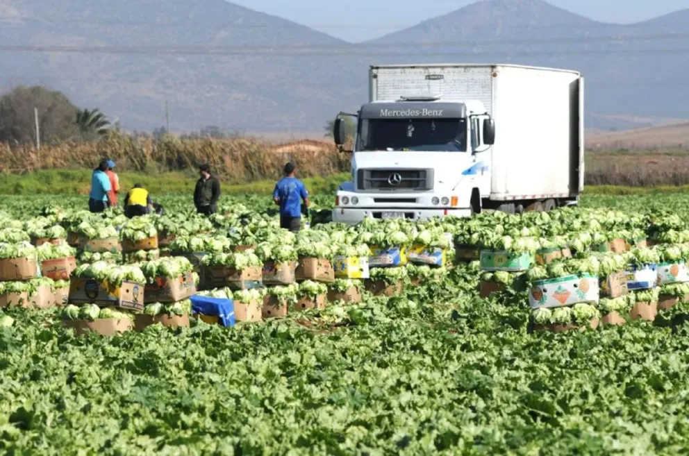 La lechuga de la zona es bien considerada, por lo que una importante parte de la cosecha es trasladada a los mercados de Santiago. (Foto: El Día)
