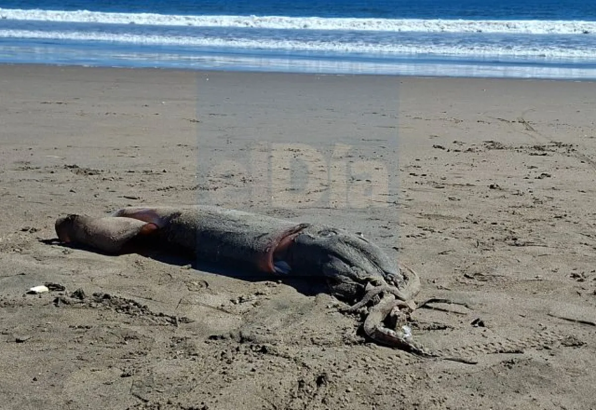 Encuentran jibia gigante varada en Avenida del Mar