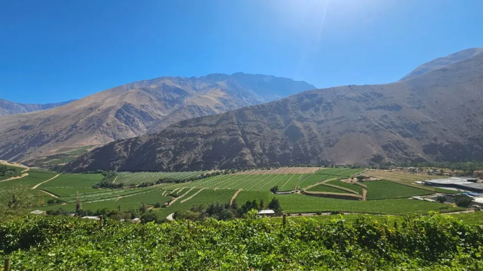 Predio Los Pumas, en Carén, el cual se encuentra sujeto a medidas excepcionales tras un fallo judicial que regula la aplicación de plaguicidas. (Foto: Cedida)