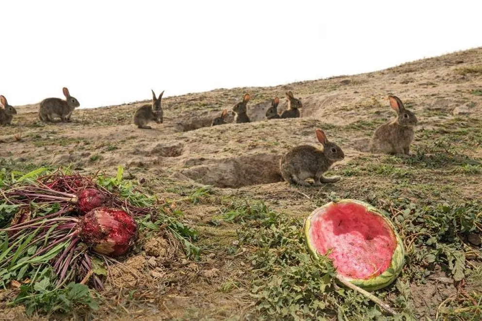 El avance de los conejos abarca una extensa franja del valle, desde Illapel hasta localidades como Cuncumén, manteniendo en alerta a los productores locales. (Foto: Cedida)