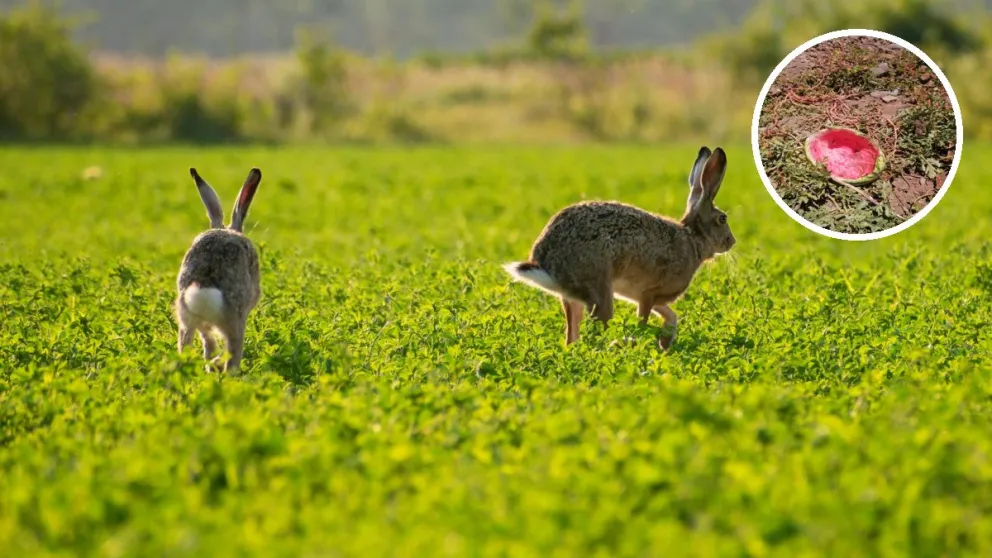 ¡Predios con más de 200! Plaga de conejos se descontrola en el valle del Choapa