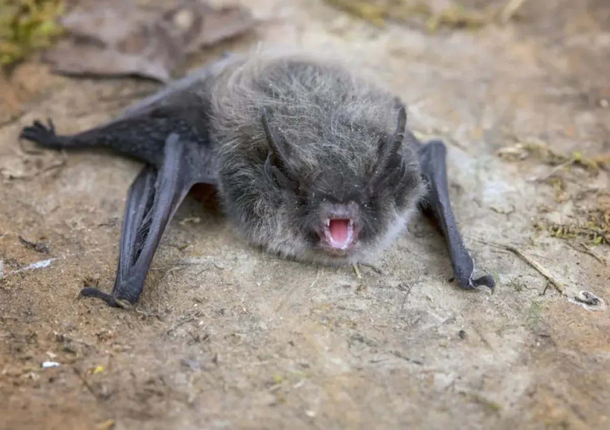 Rabia detectada en murciélago de La Serena
