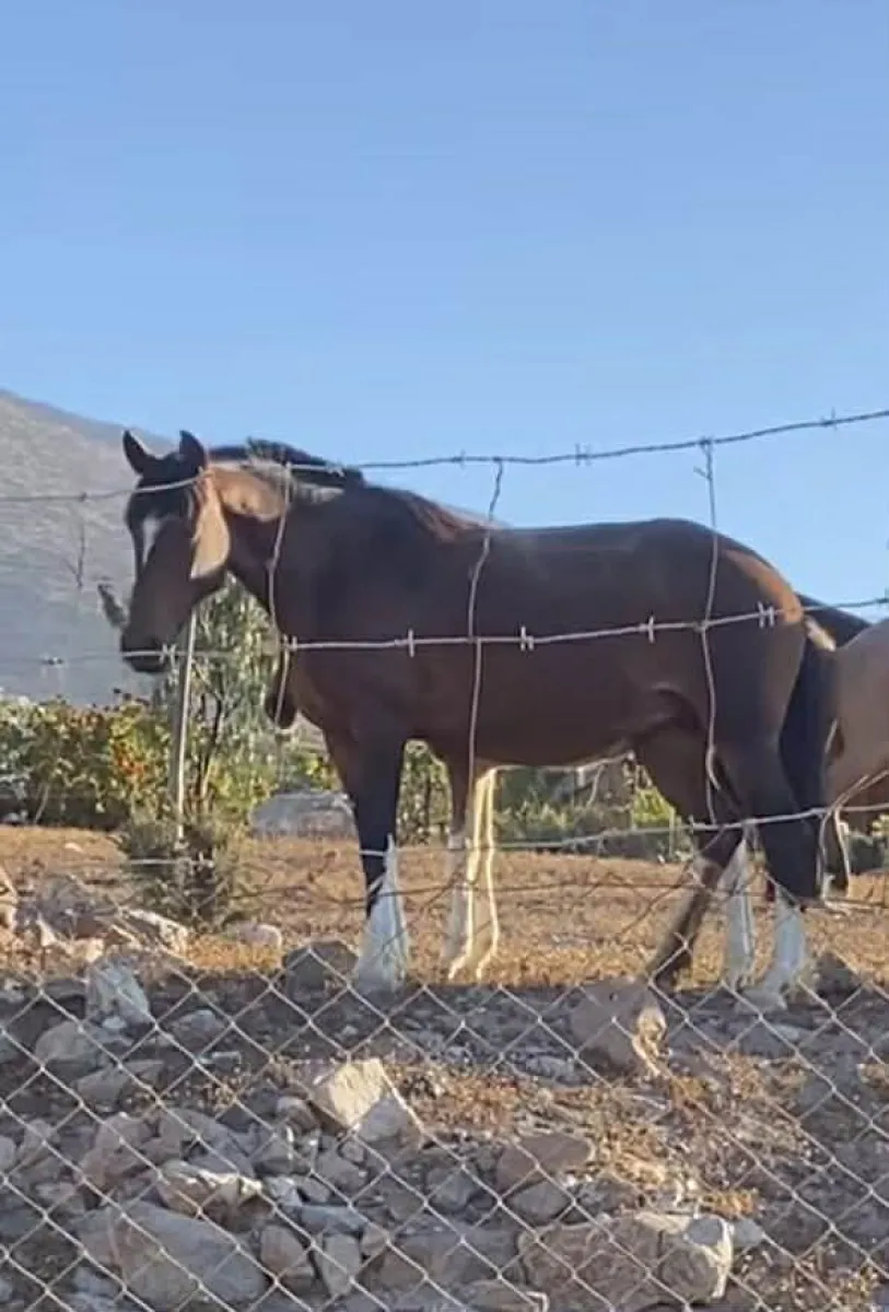Denuncian desaparición de yegua y cría en La Higuera