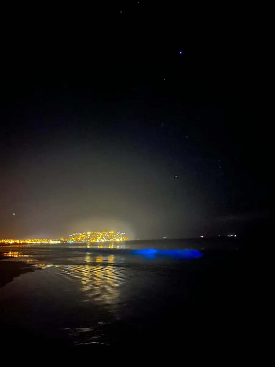 Bioluminiscencia en Guanaqueros: fenómeno natural sorprendente