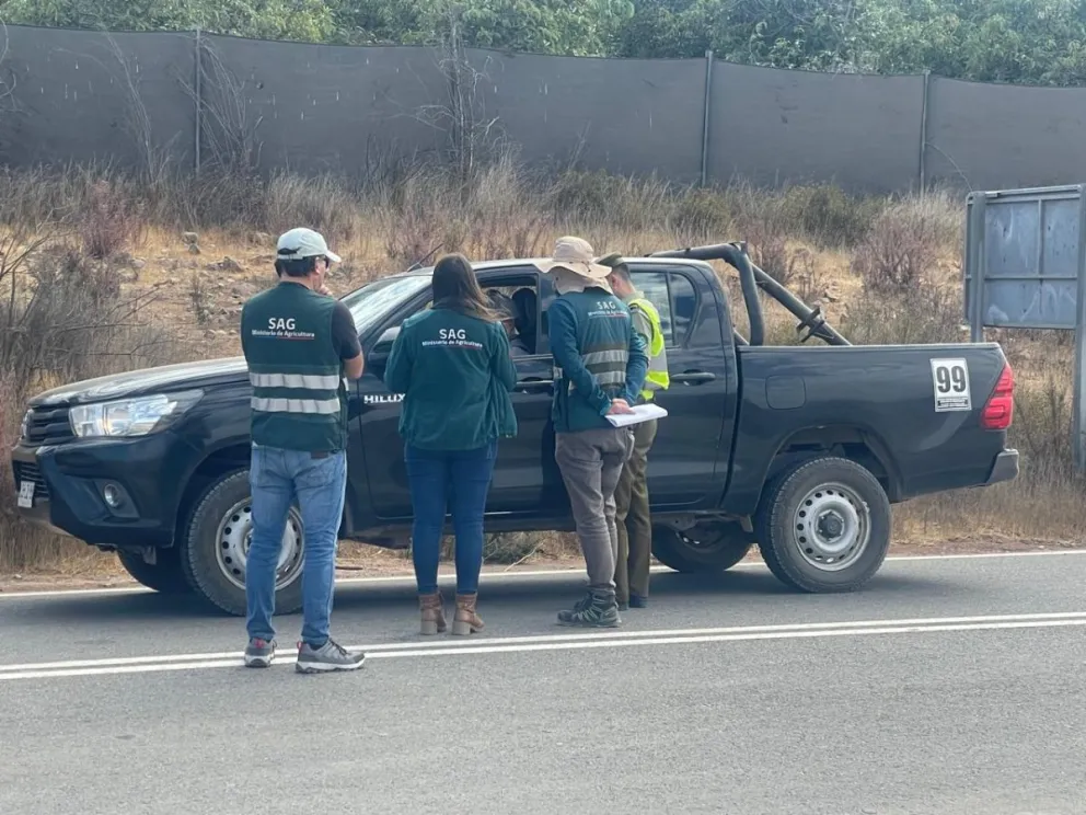 Un control a un cargamento de uva en Monte Patria generó cuestionamientos, en medio de fiscalizaciones del SAG por la mosca de la fruta. (Foto: Referencial)