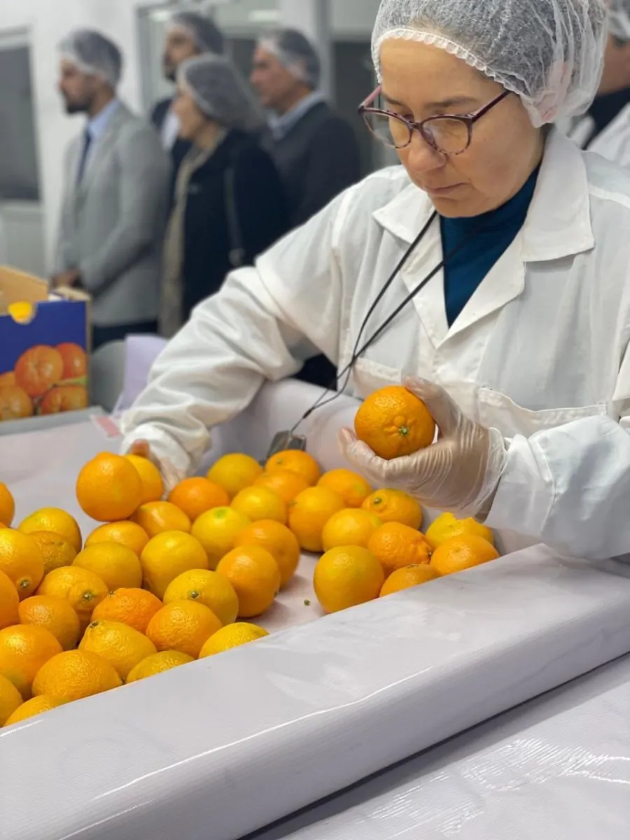 Coquimbo inicia exportaciones de cítricos a EE.UU. bajo estrictos controles sanitarios