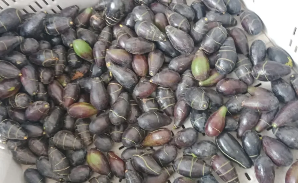 Agricultores acusan pérdidas productivas por demoras en permisos del SAG