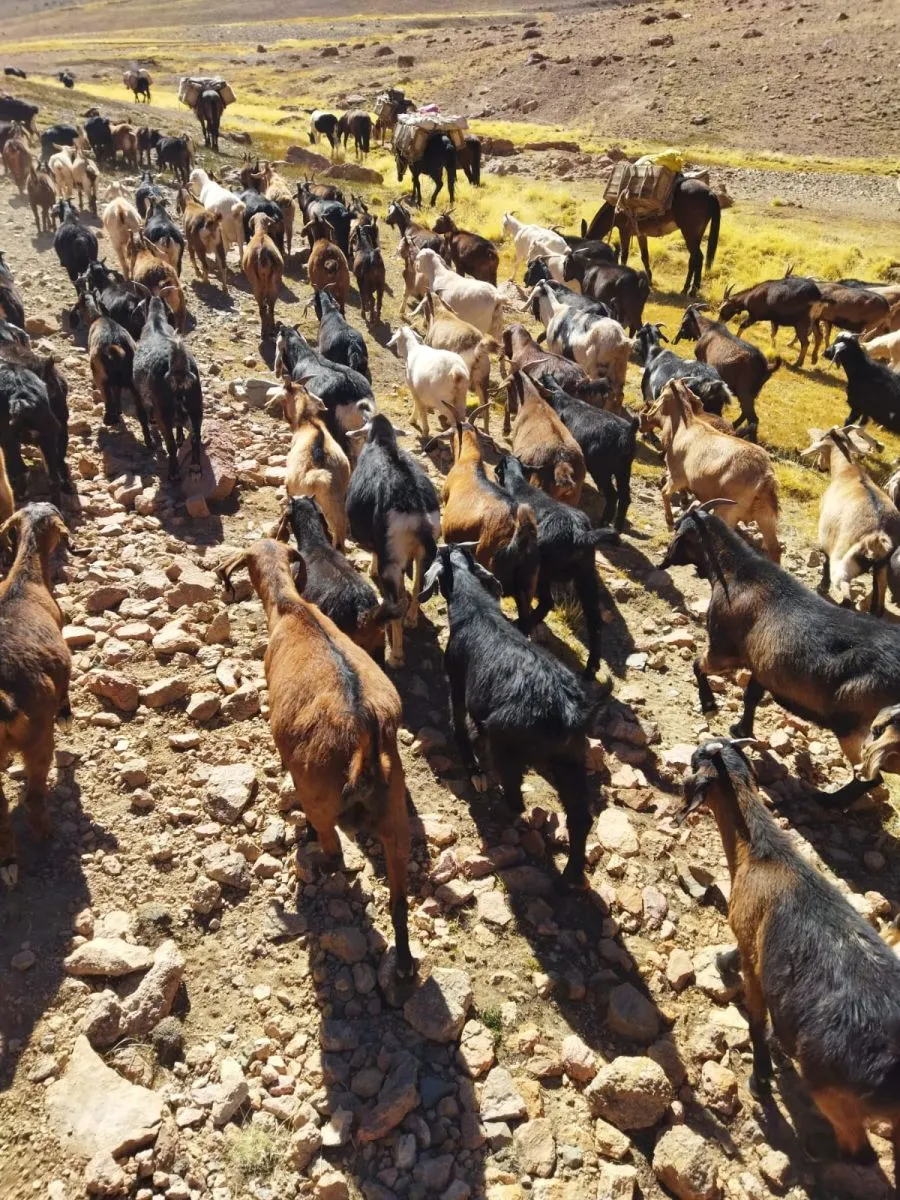 Crianceros solicitan ayuda urgente ante crisis por sequía y altos costos