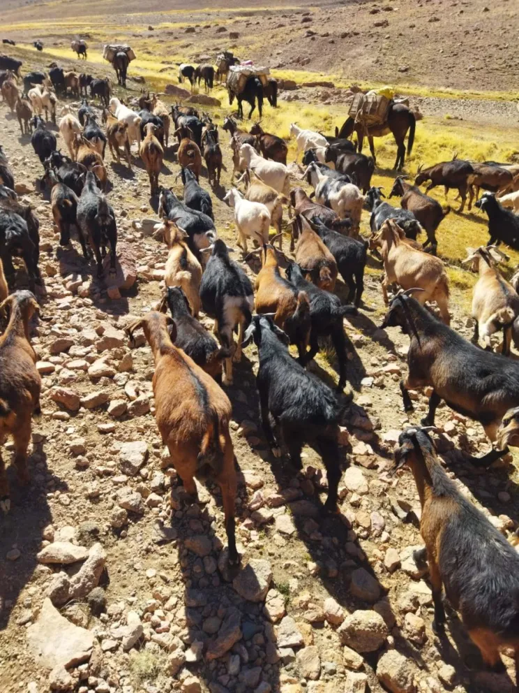 El Plan Caprino para enfrentar la escasez hídrica en la región contempla una inversión de 1.320 millones de pesos que permitirán apoyar a más de 5 mil beneficiarios.