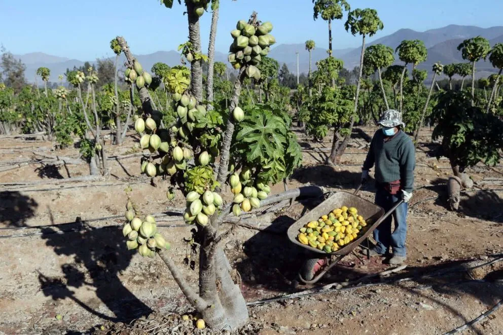 El cambio de uso de suelo y una menor disponibilidad hídrica explican la disminución de superficie destinada al cultivo de papayas.