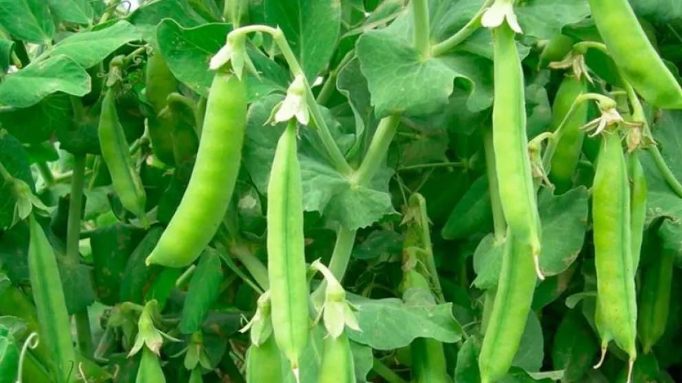 Poroto, ají y otras hortalizas figuran entre los cultivos que hoy predominan en parte del Limarí, en medio de la crisis hídrica. (Foto: El Ovallino)