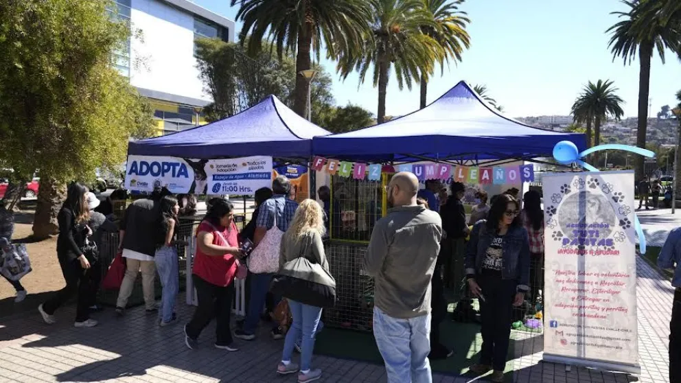 Ovalle anuncia 5 mil esterilizaciones para frenar abandono de mascotas