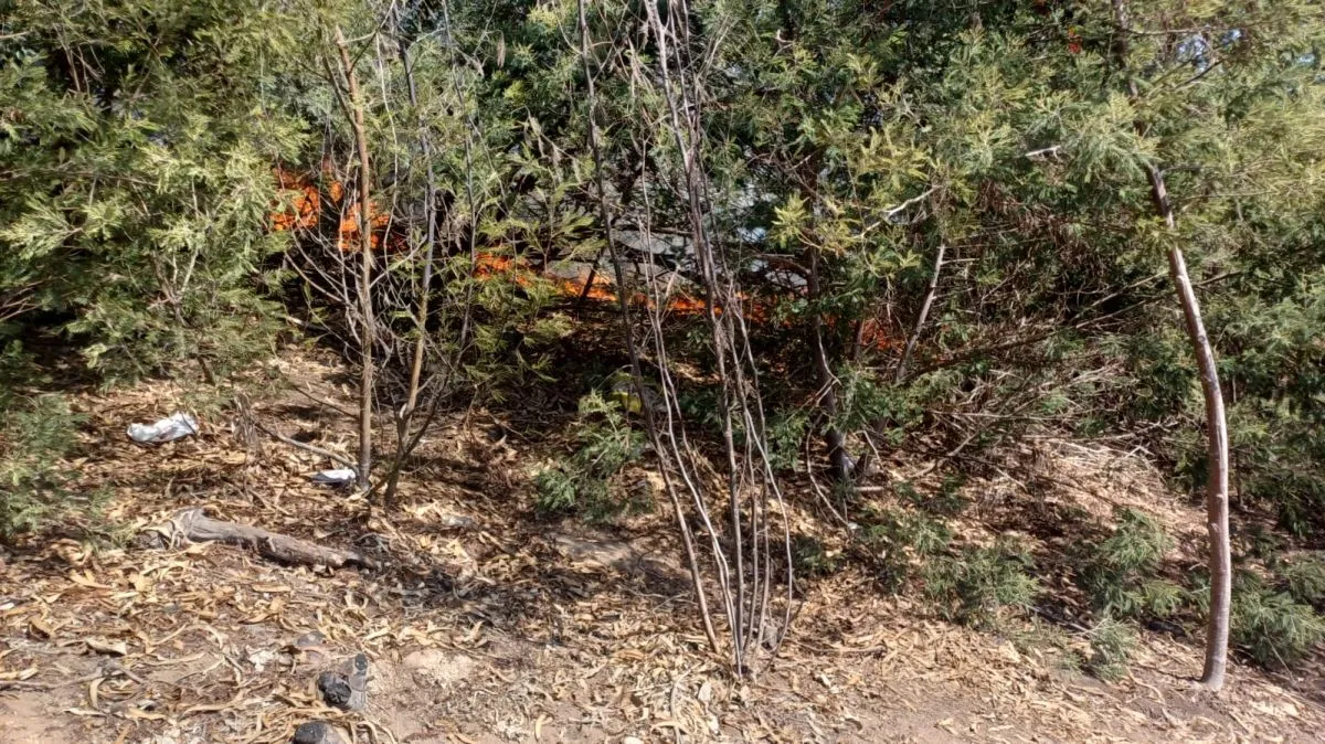 Intensa búsqueda del 'pirómano' del Parque Coll en La Serena