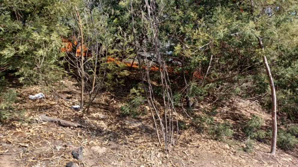 La Serena: Intensa búsqueda de  ‘pirómano’ del Parque Coll