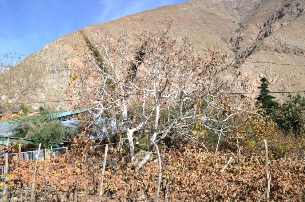 Pérdidas de hasta 90%: heladas afectan cultivos en el Limarí