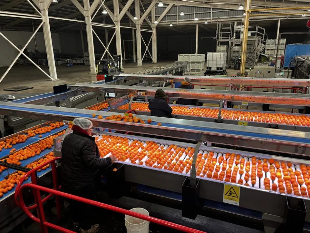 Más de 100 asistentes participaron en el lanzamiento del programa para optimizar la producción de mandarinas en el Limarí.