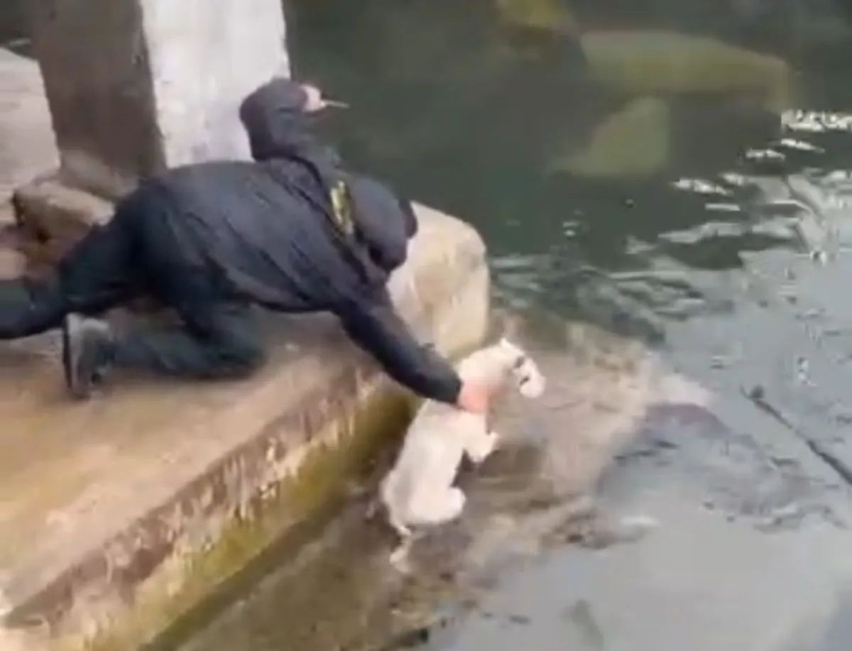 Rescatan a perro que cayó al mar en Coquimbo